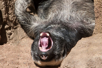 Riley-the-honey-badger-napped-in-the-sun-despite-the-extreme-heat1.jpg