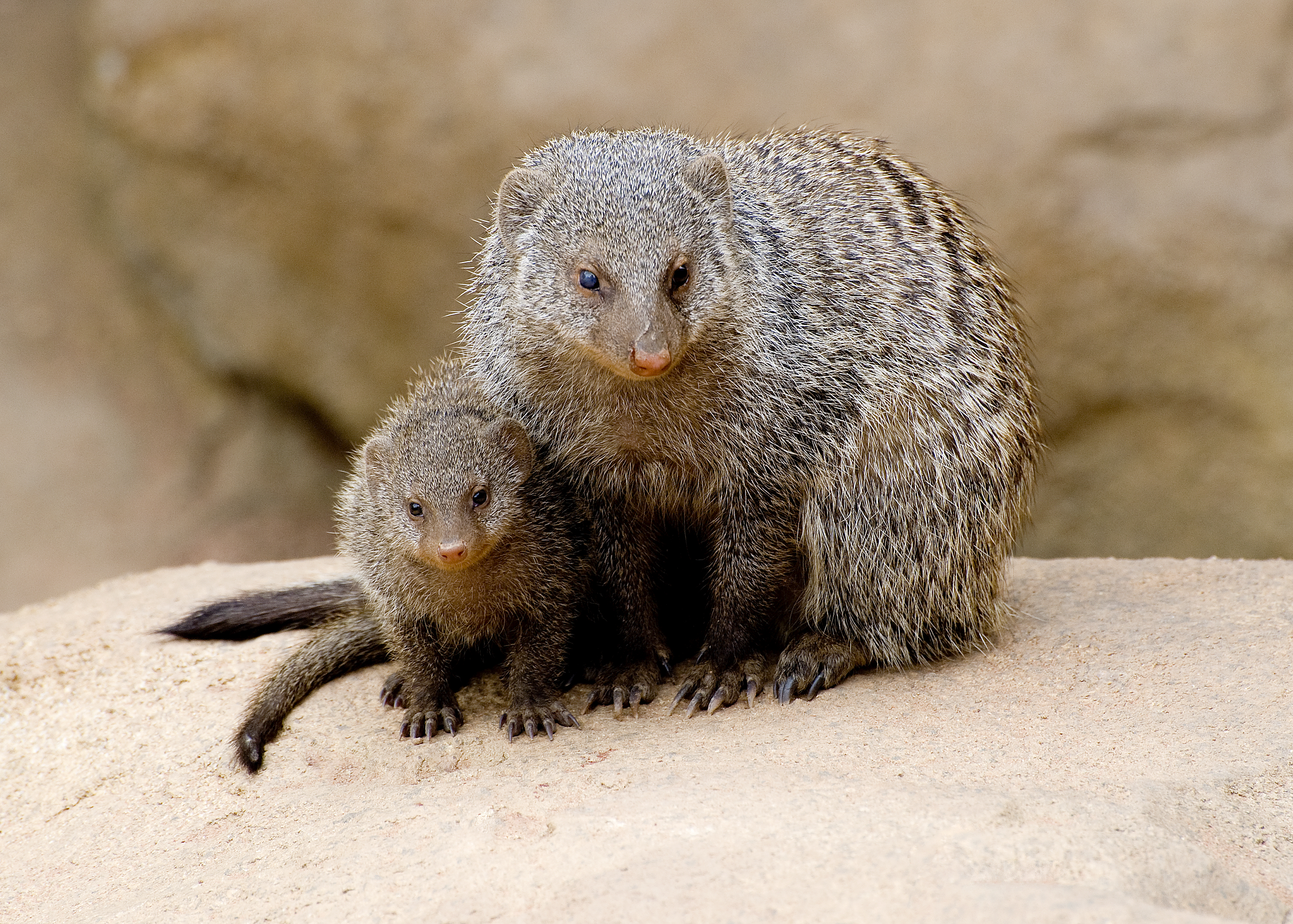 Image result for banded mongoose