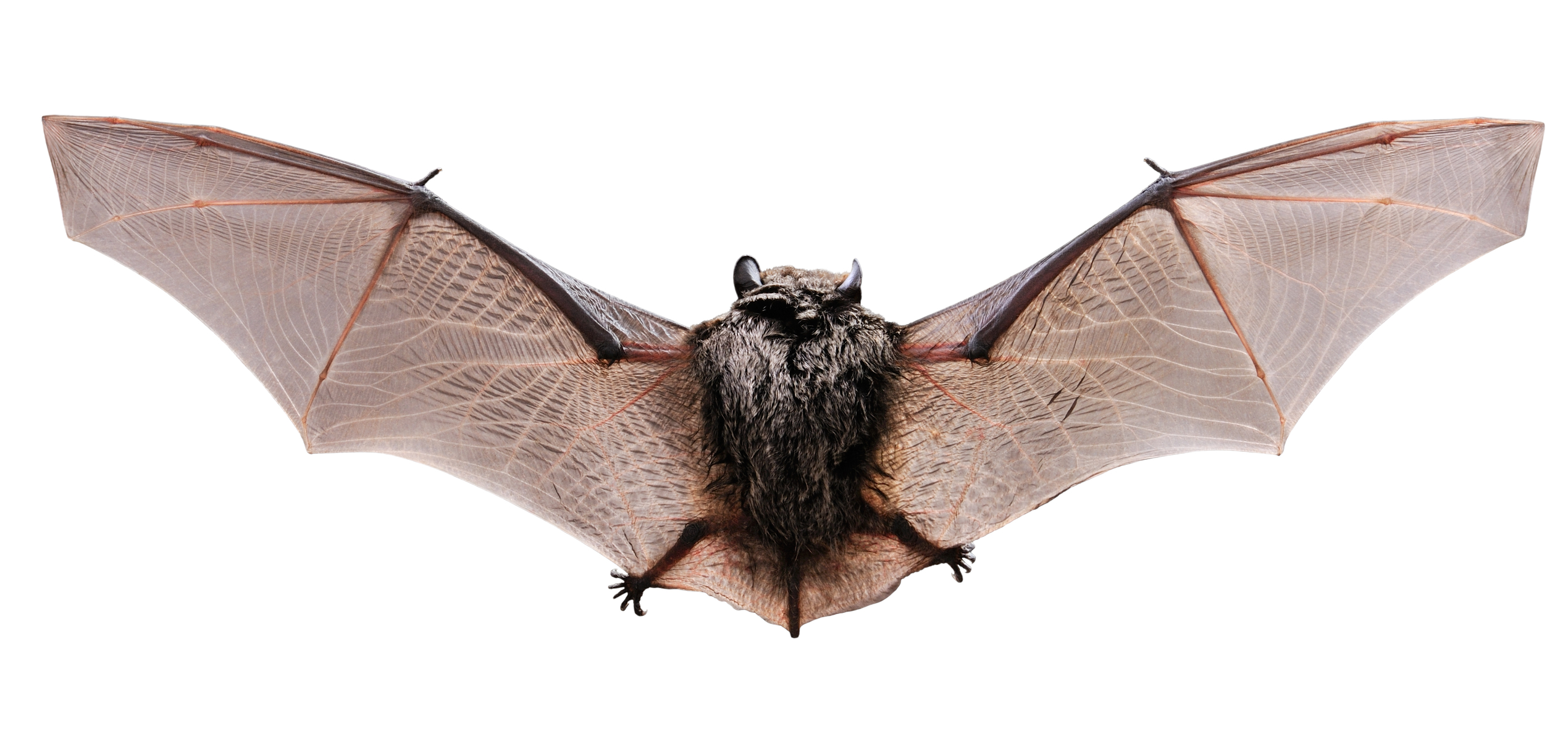 The little brown bat is native to much of North America.