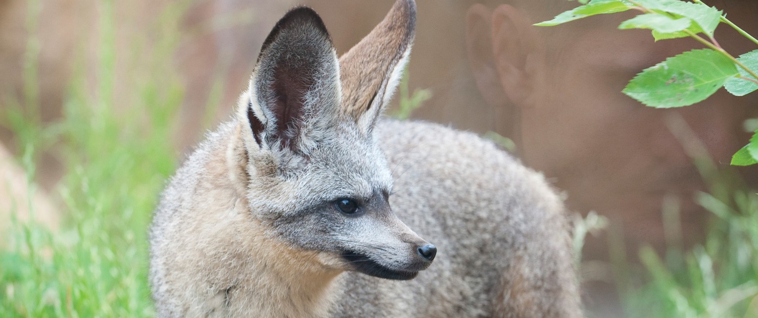 bat eared fox plush