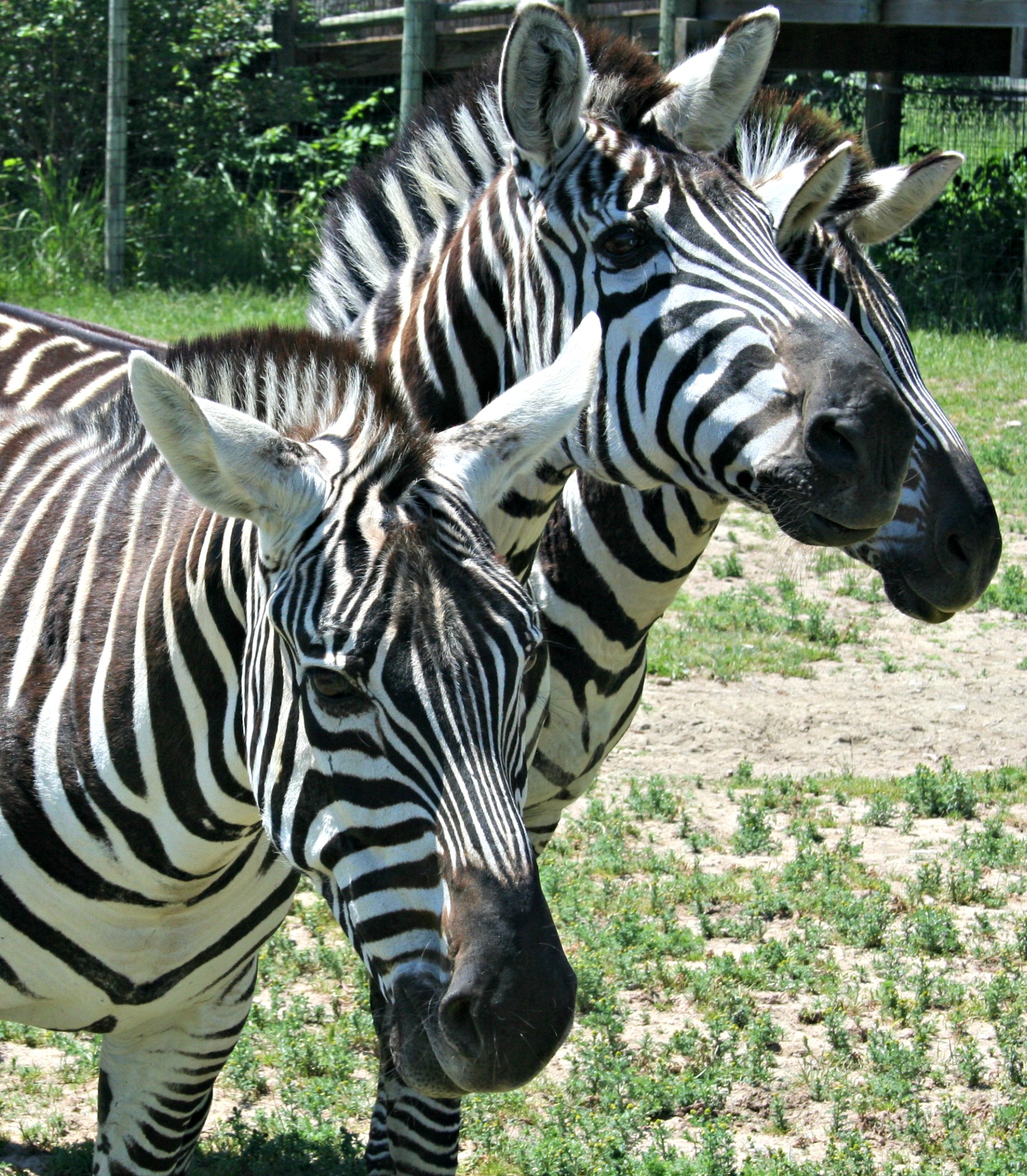 Plains Zebra | Our Animals | Fort Wayne Children's Zoo