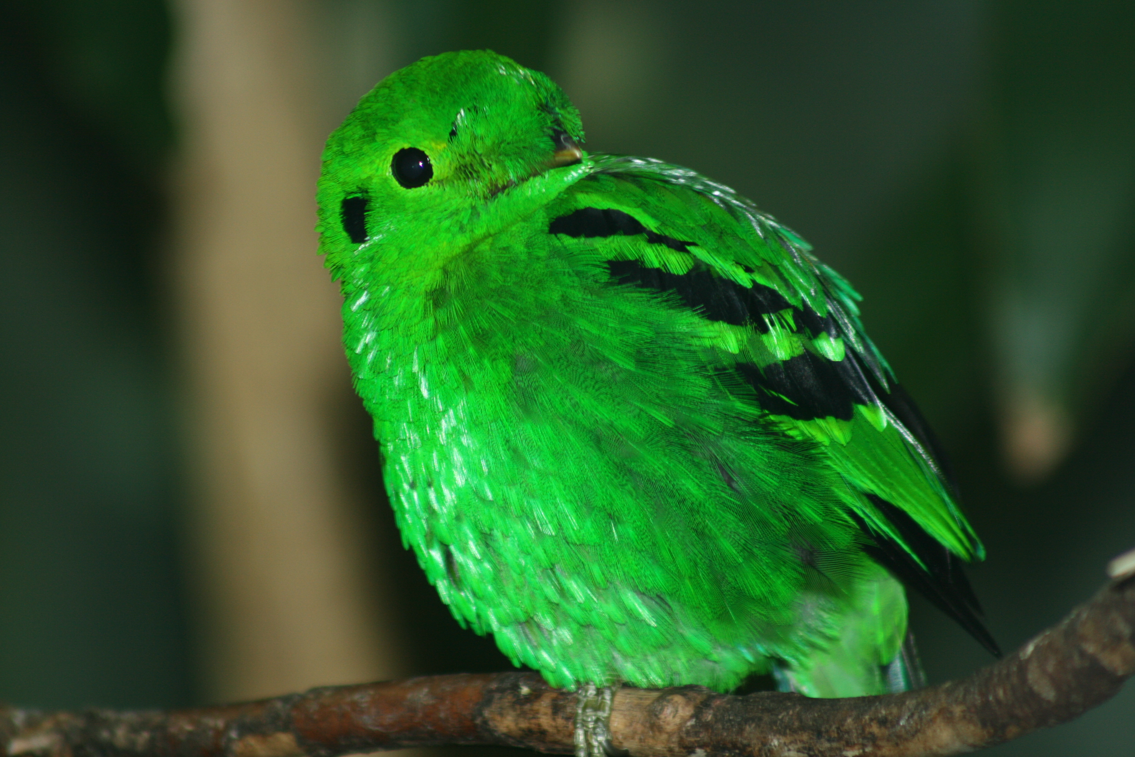 Зеленые Птички