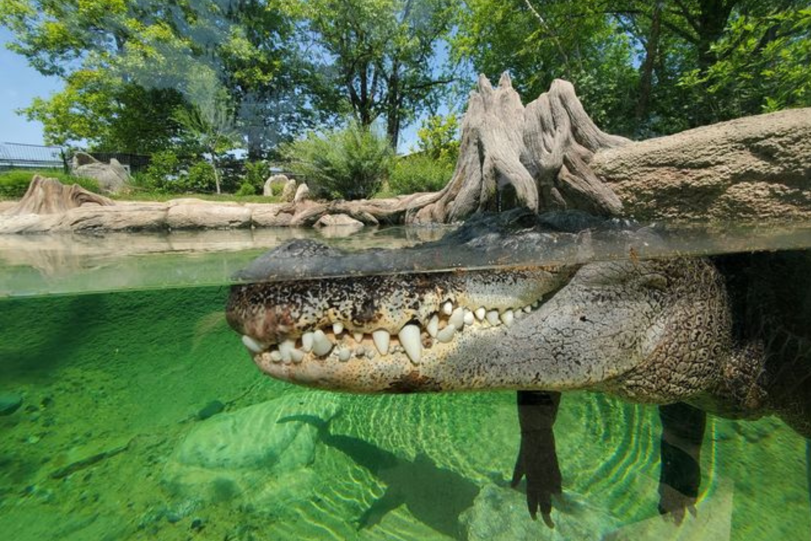 American Alligator