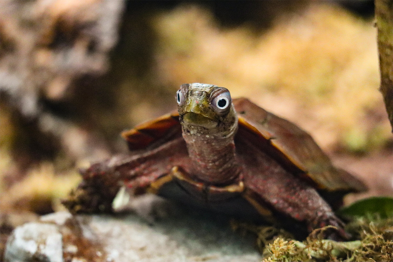 Black-Breasted Leaf Turtle