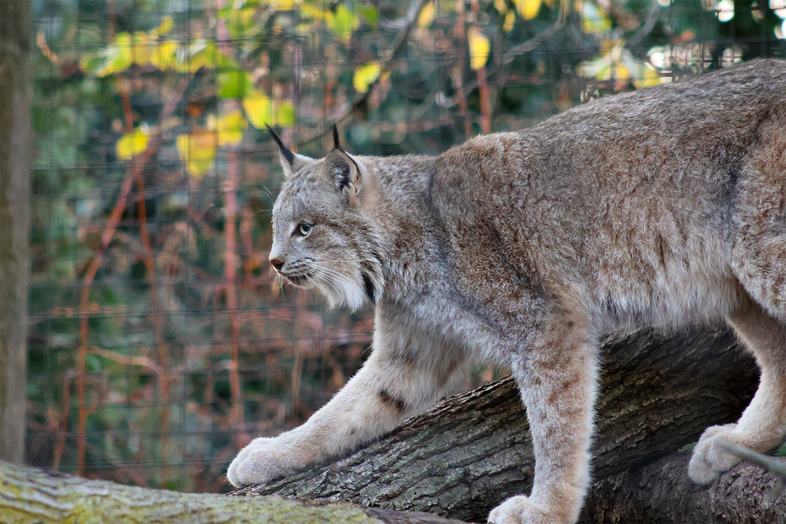 Canada Lynx