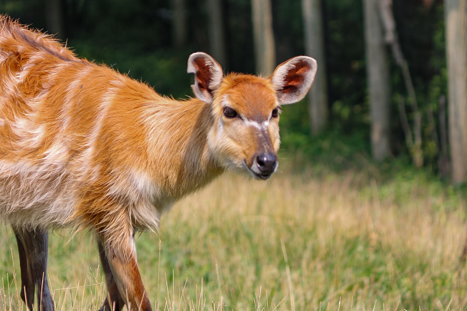 Sitatunga