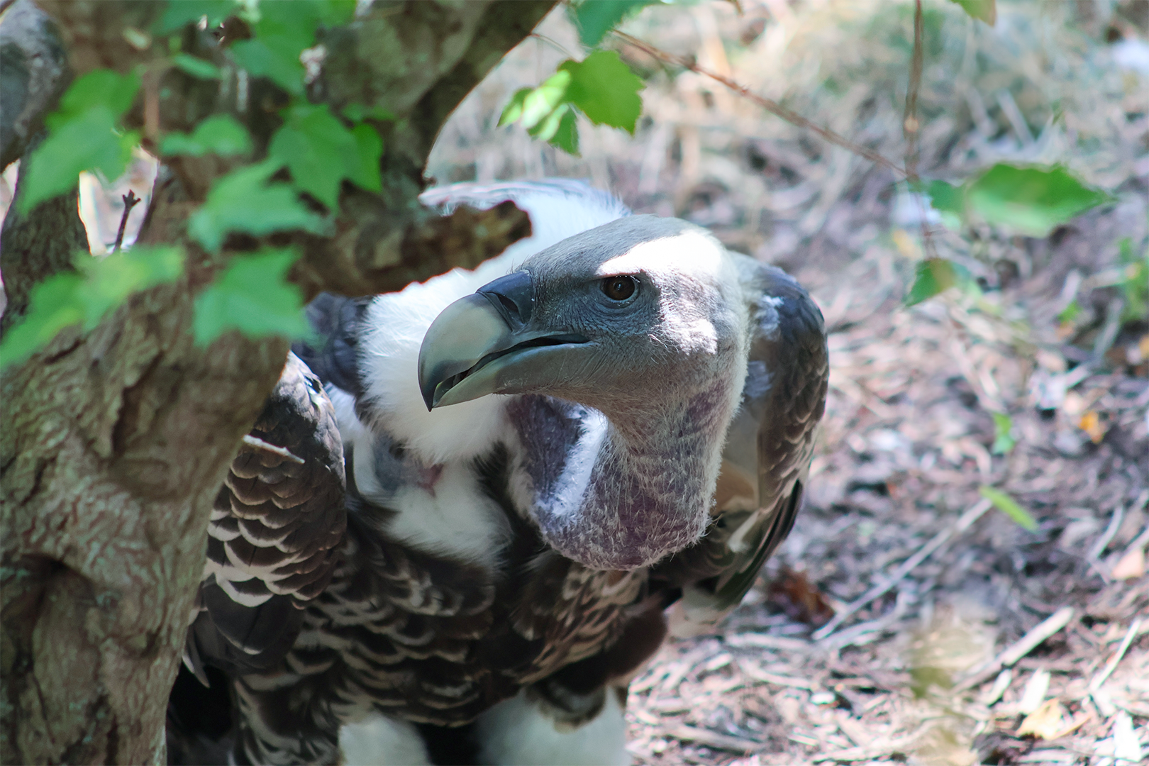 Ruppell’s Griffon Vulture