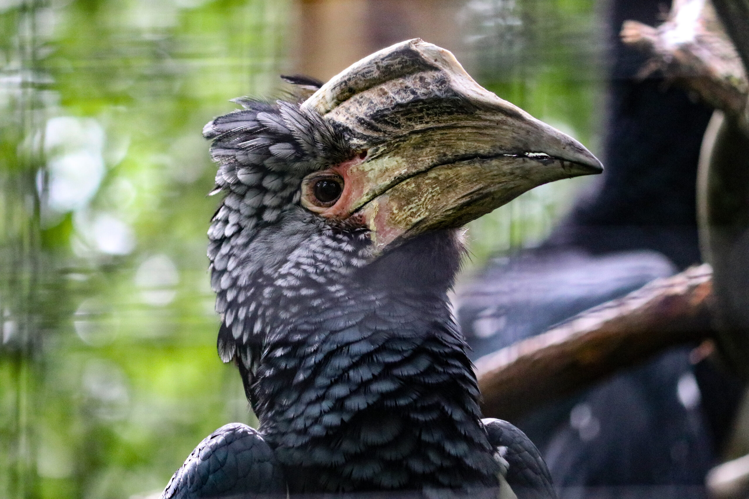Silvery-Cheeked Hornbill