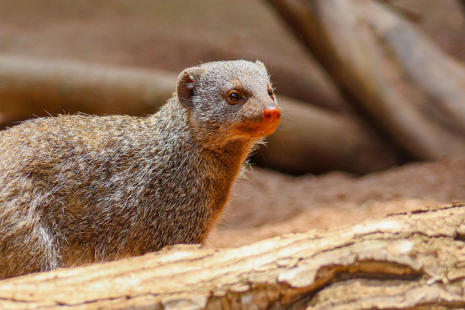 Banded Mongoose