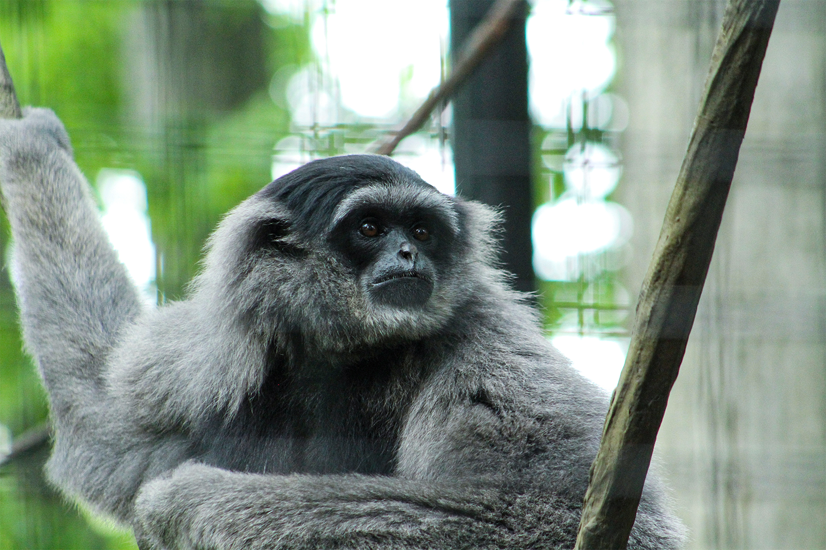 Javan Gibbon (5) Edit