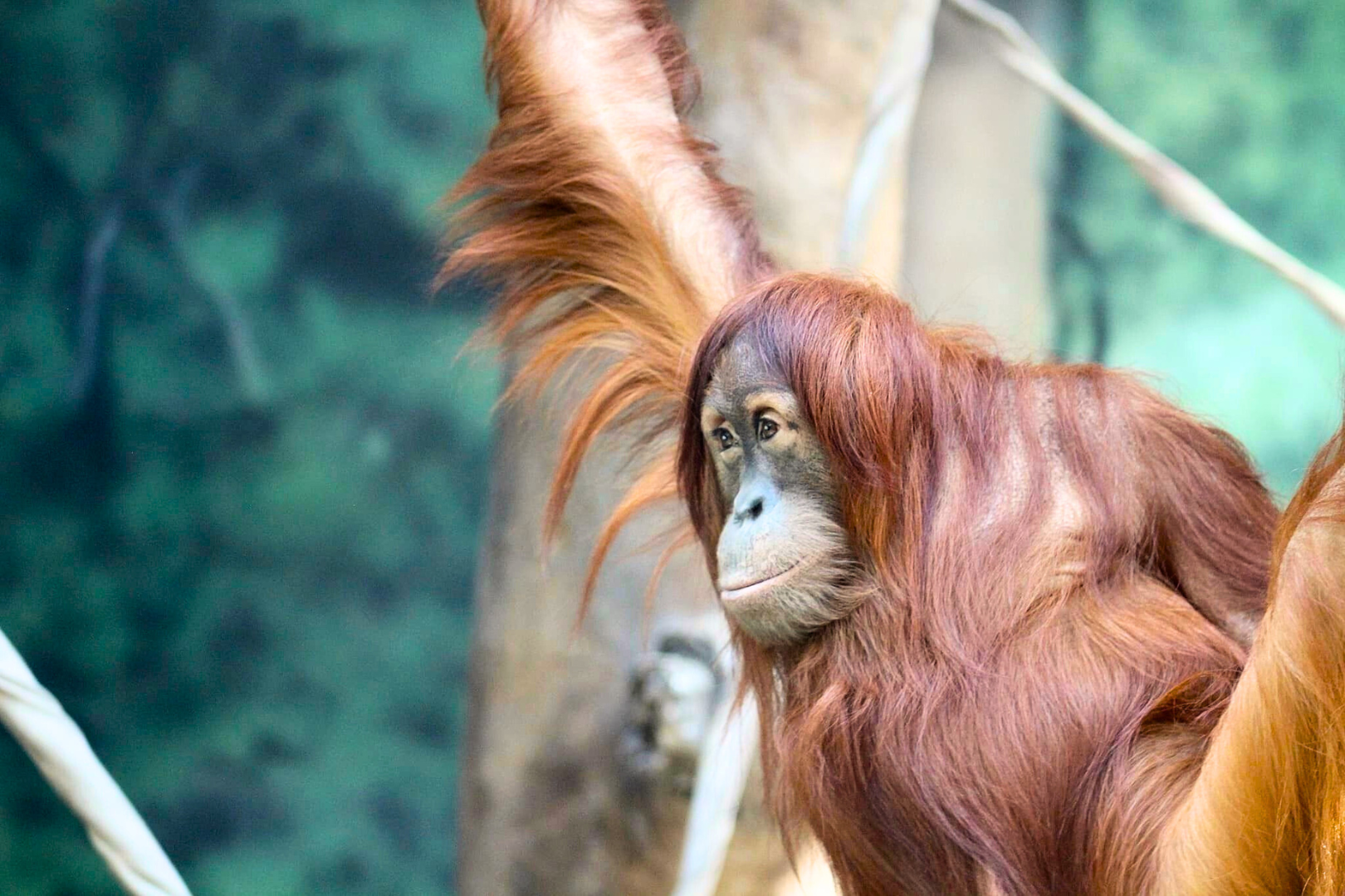 Sumatran Orangutan