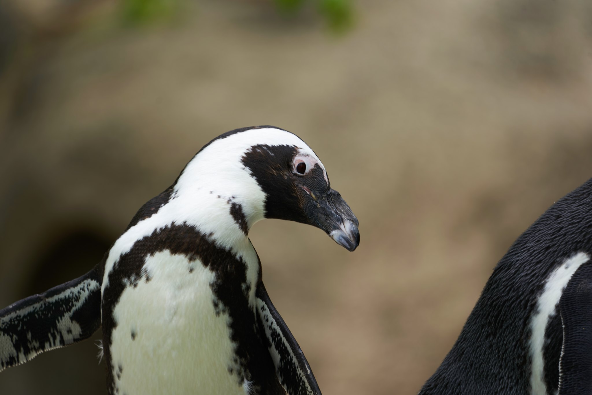 African Black-Footed Penguin