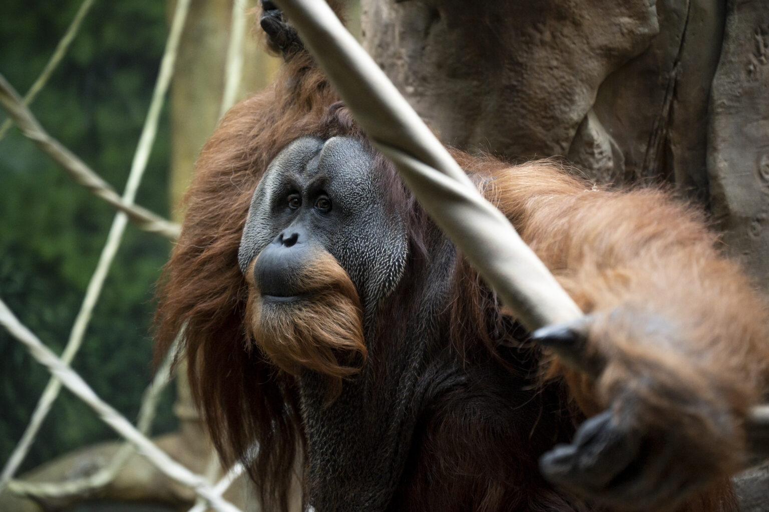 Sumatran Orangutan | Our Animals | Fort Wayne Children's Zoo