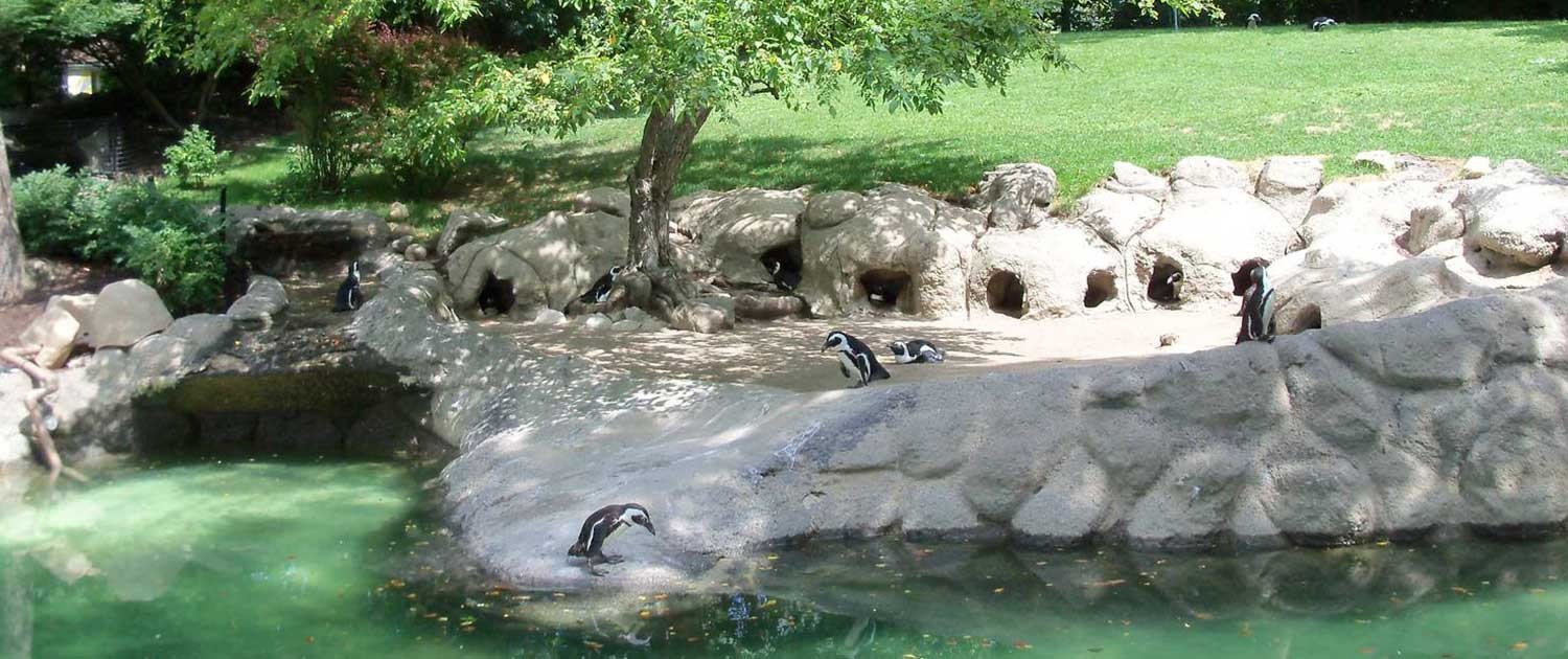 Fort Wayne Children's Zoo African BlackFooted Penguin