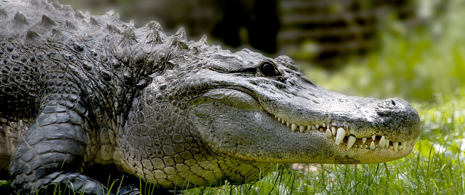 Fort Wayne Children's Zoo American Alligator
