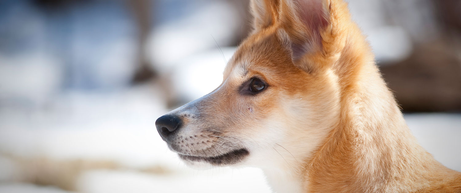 Dingo | Our Animals | Fort Wayne Children's Zoo