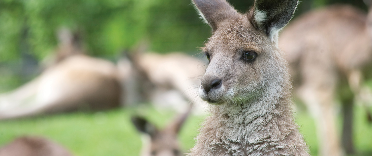 Eastern Grey Kangaroo | Our Animals | Fort Wayne Children's Zoo