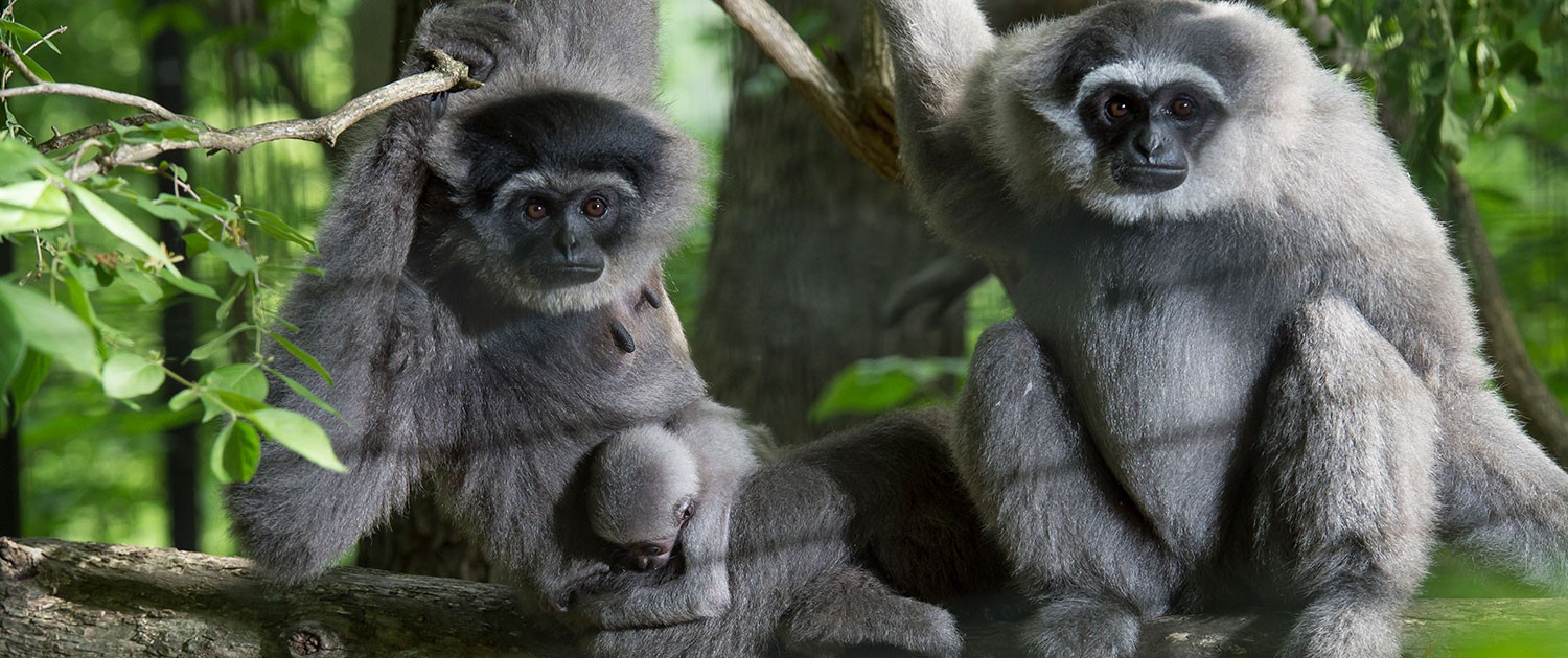 Fort Wayne Children's Zoo | Javan Gibbon