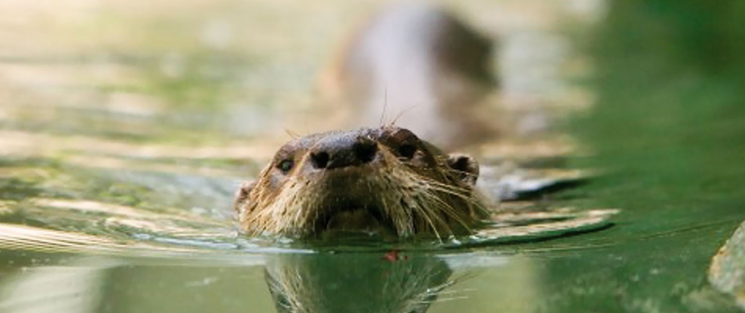 Fort Wayne Children's Zoo | North American River Otter