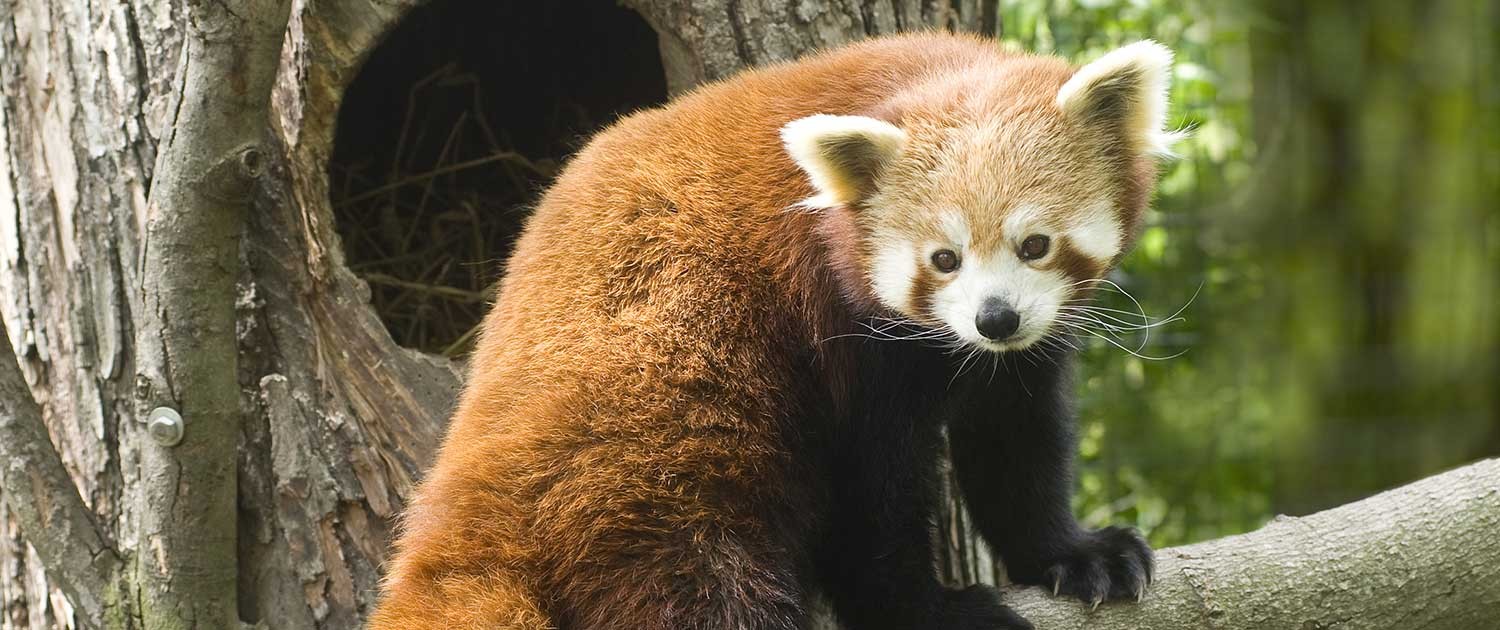 Fort Wayne Children's Zoo | Red Panda