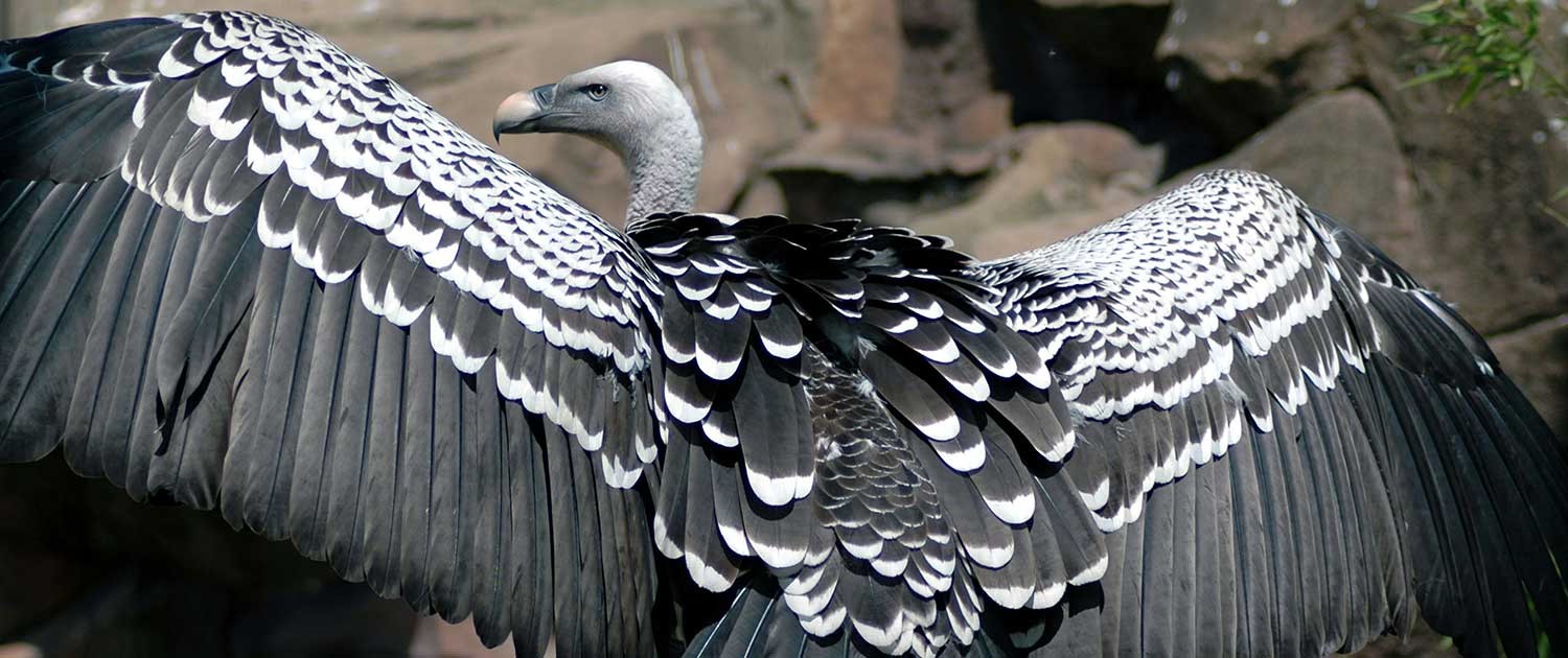 Fort Wayne Children's Zoo Ruppell’s Griffon Vulture