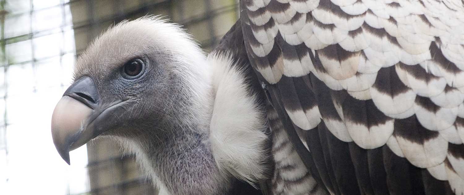 Fort Wayne Children's Zoo Ruppell’s Griffon Vulture