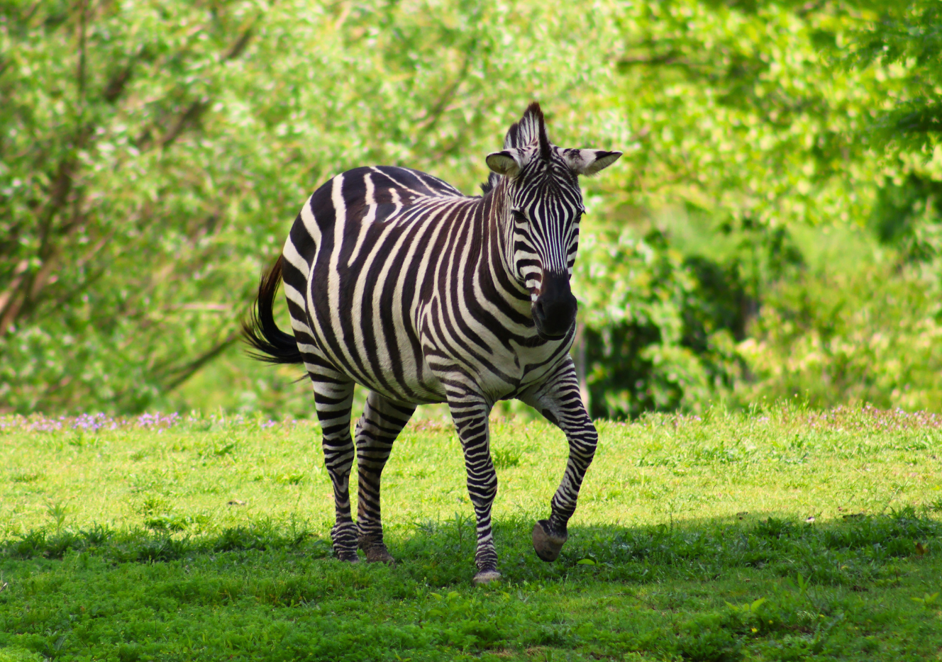 Zebra 2 (1)
