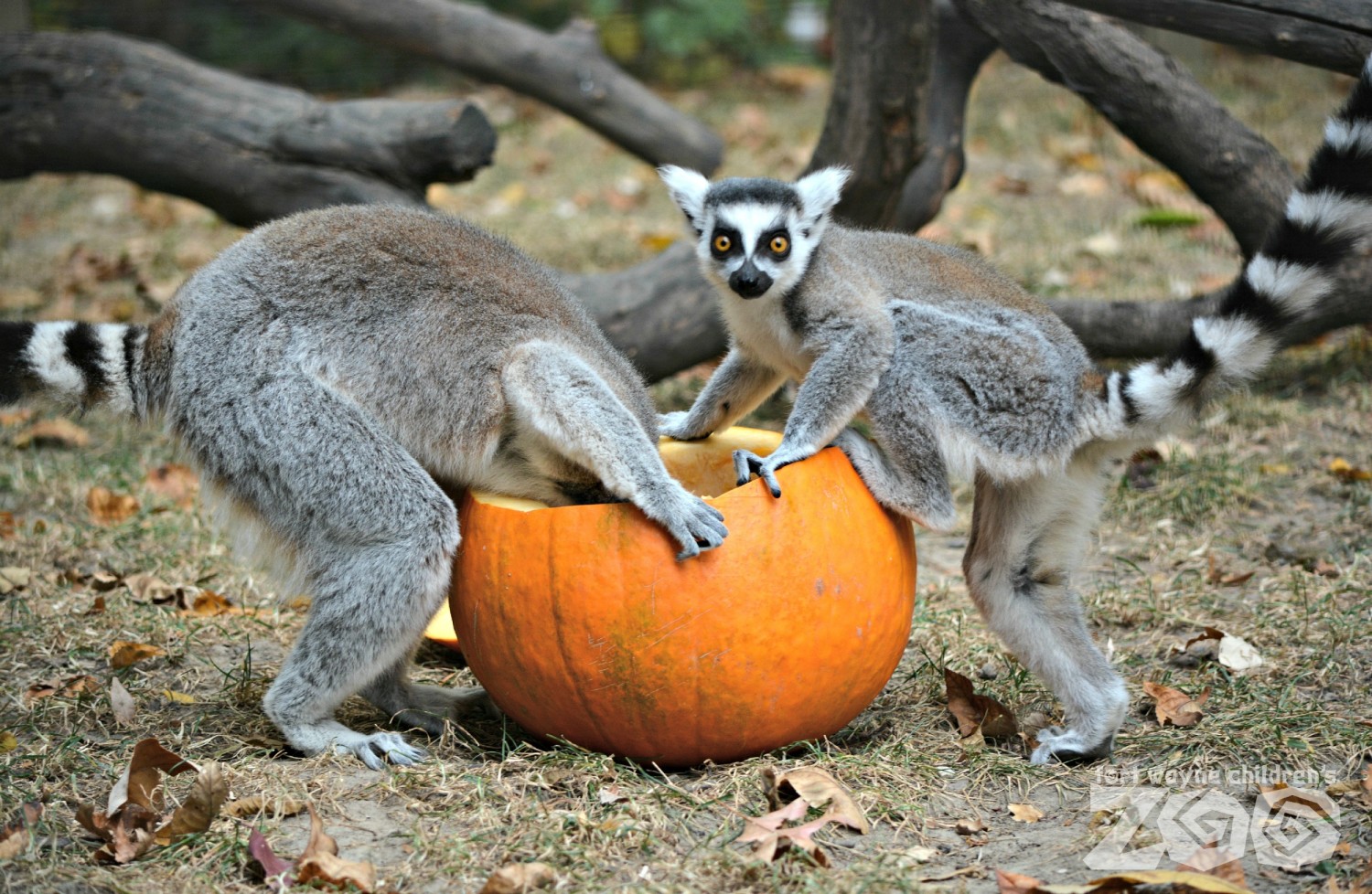 Animal Diets | Blog | Fort Wayne Children's Zoo