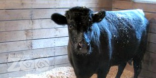 Irish Dexter Cow
