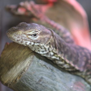 Our Animals | Fort Wayne Children's Zoo