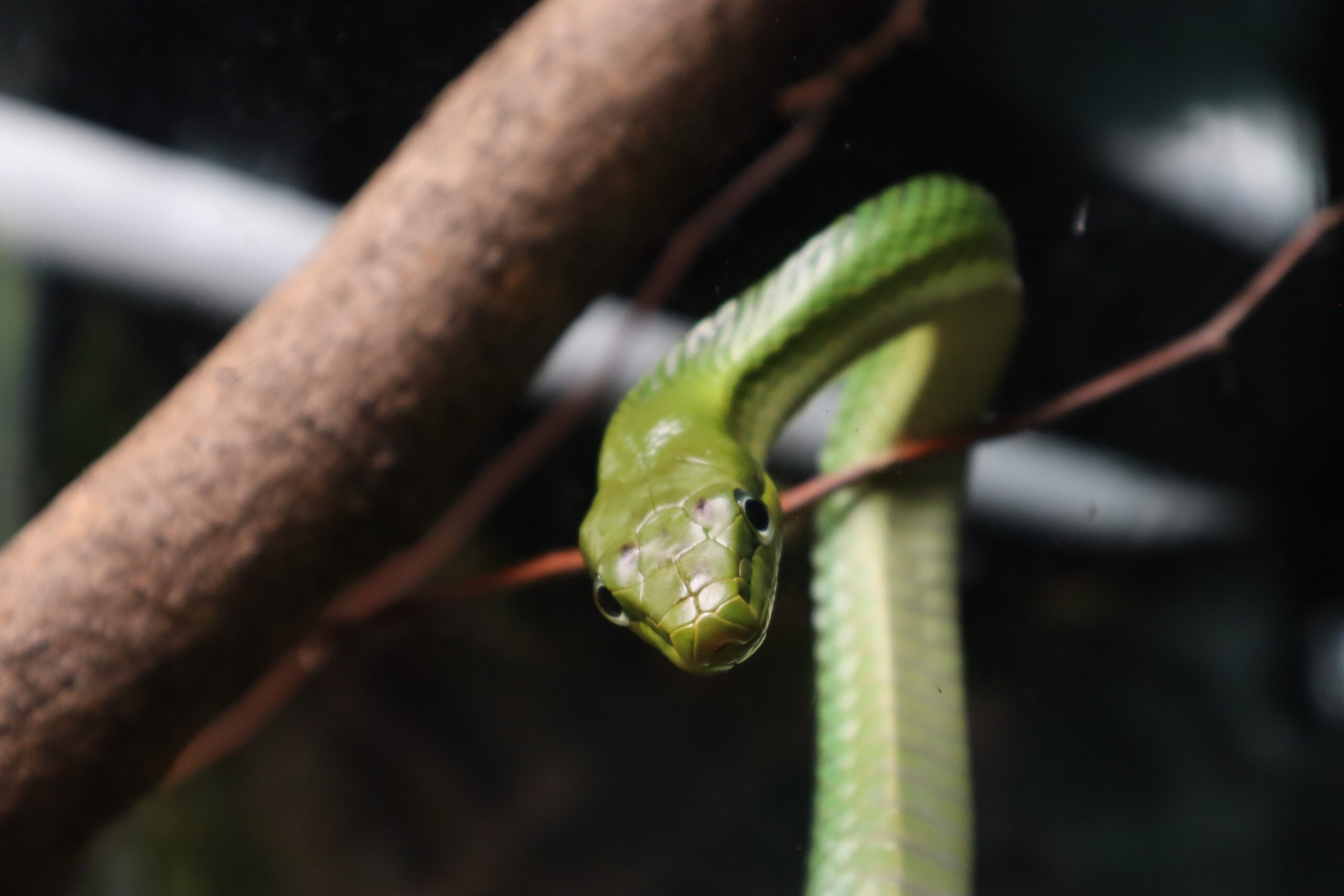Red-tailed Green Rat Snake