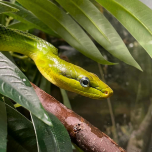 Red Tailed Green Rat Snake (1)