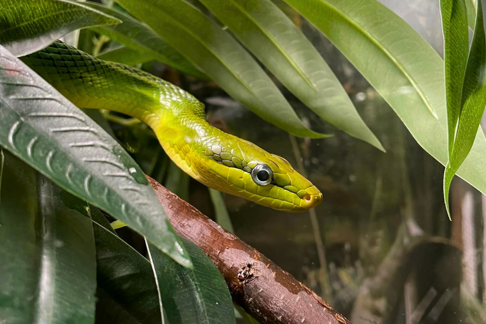 Red Tailed Green Rat Snake (1)