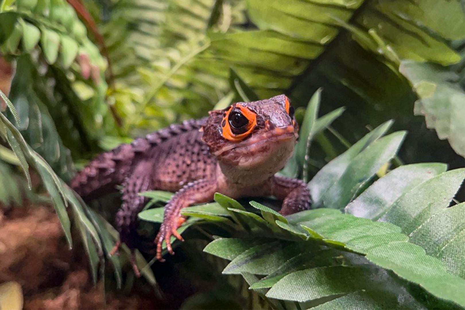 Red-eyed Crocodile Skink