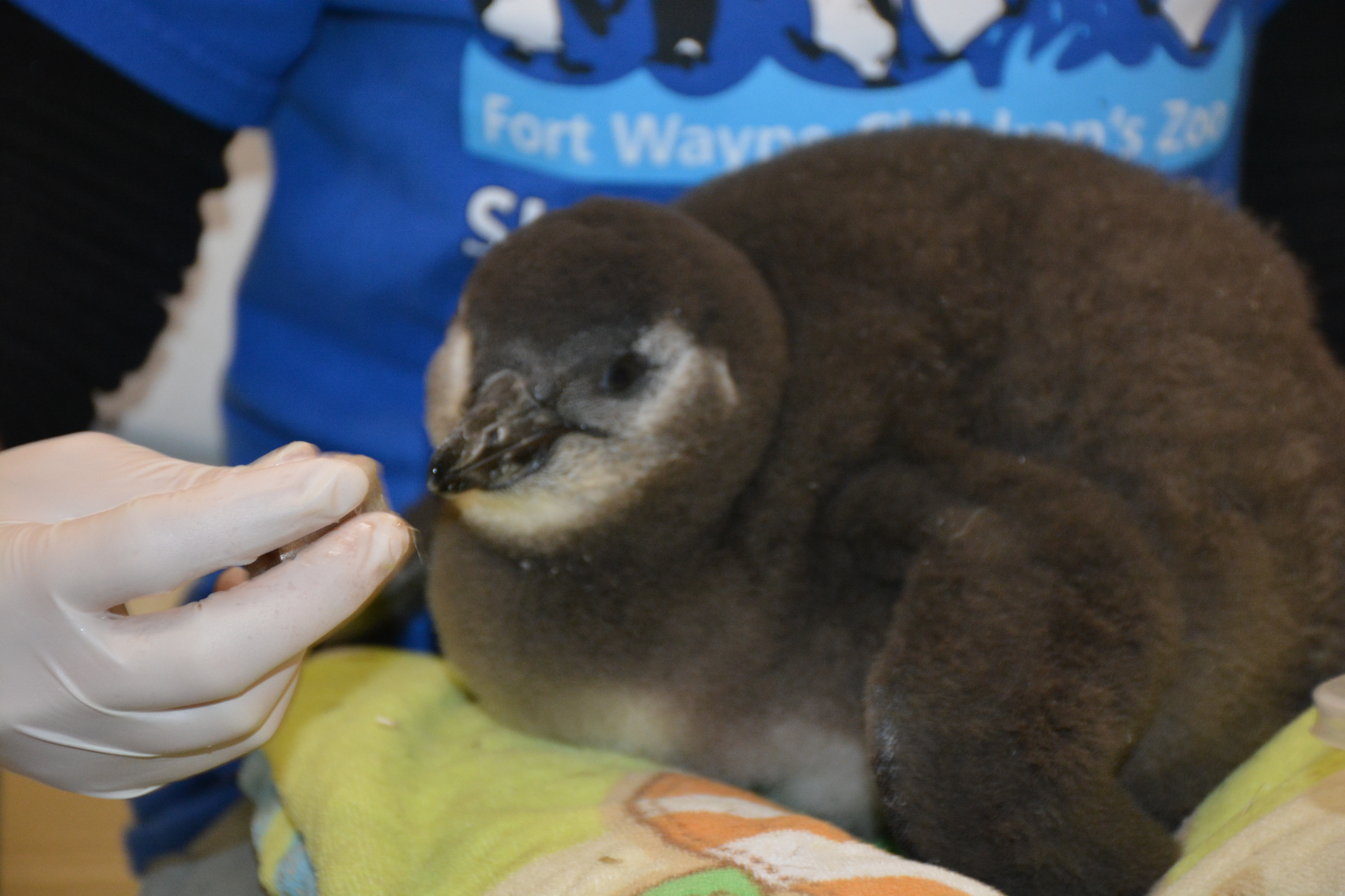 Baby Blue penguin chick