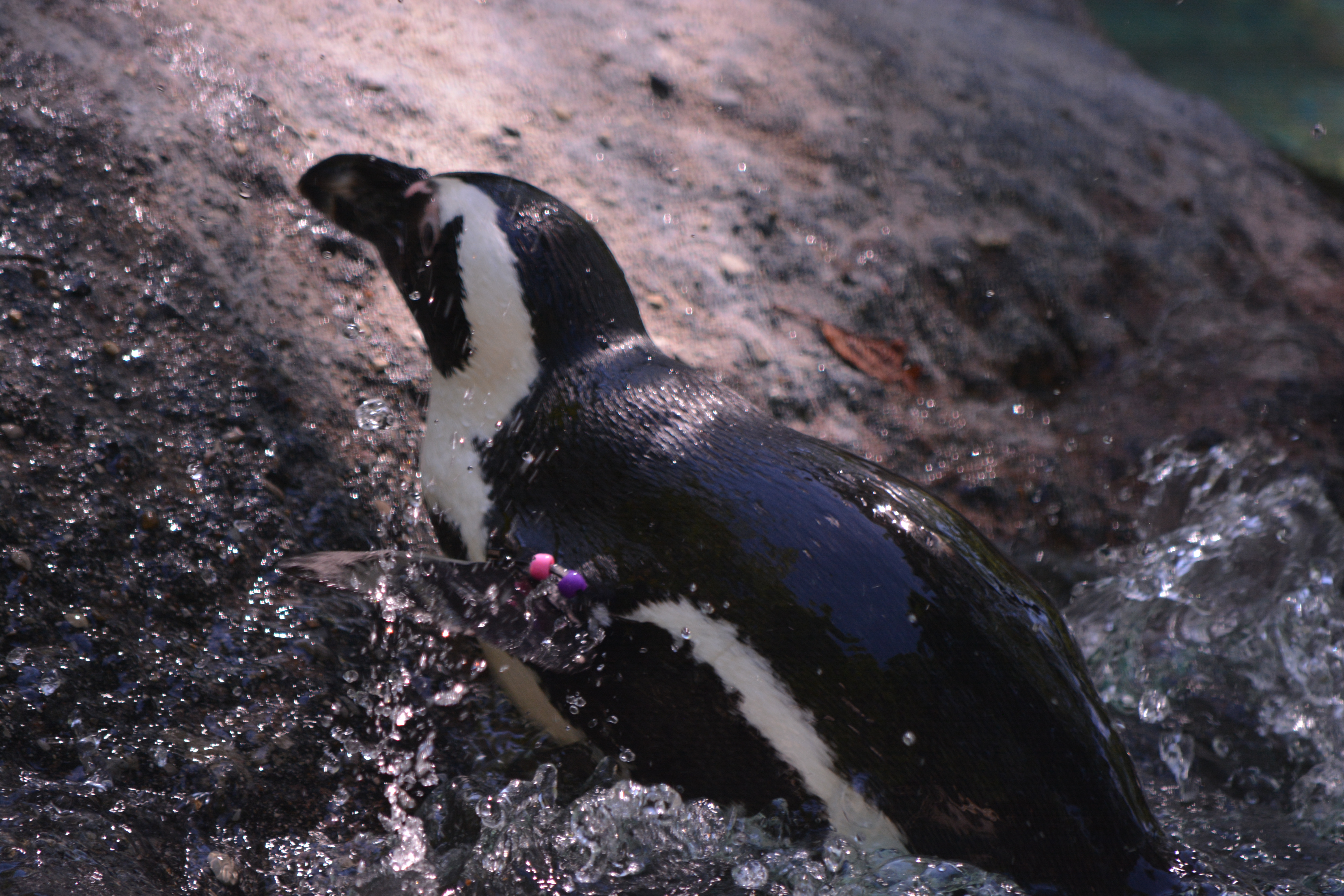 African Black-Footed Penguin