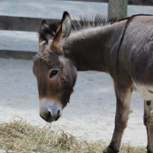 Donkey (2)