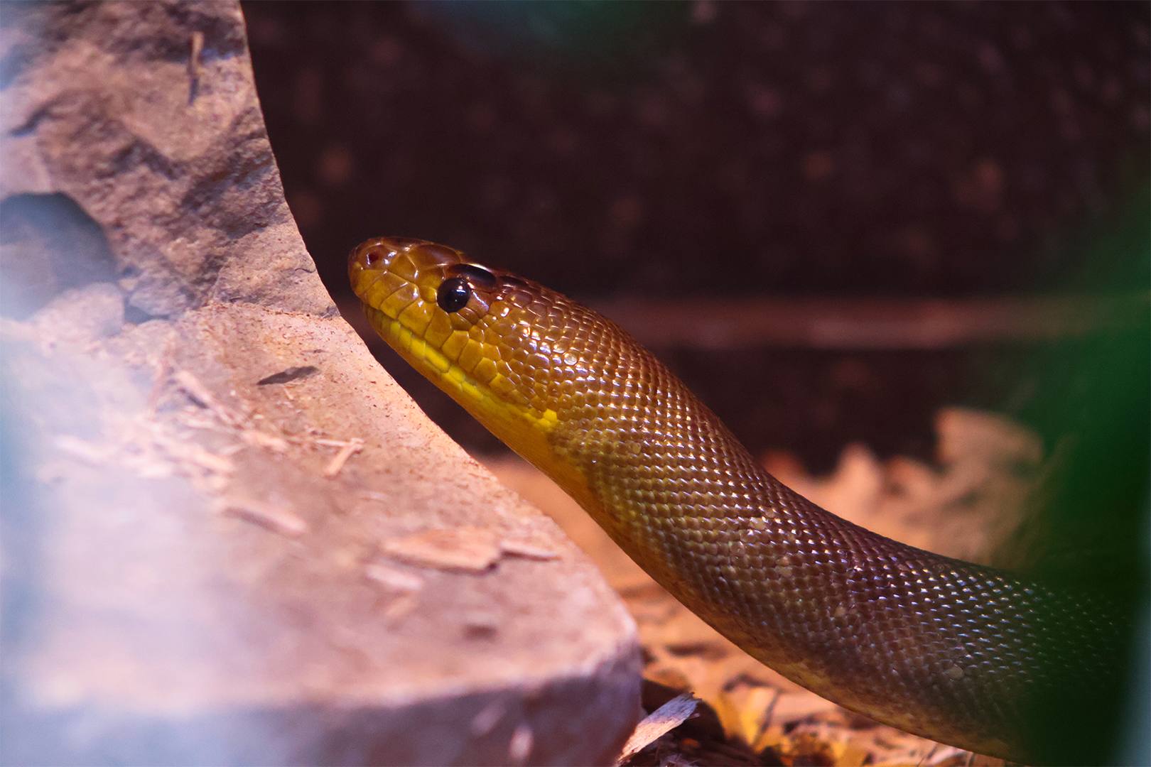 Woma Python