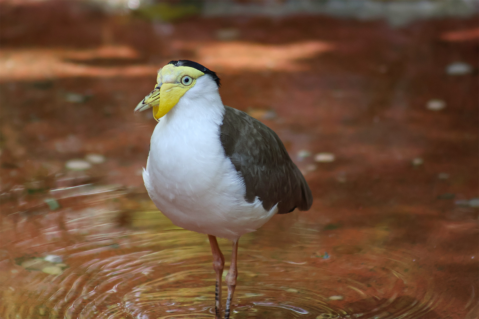 Masked Lapwing