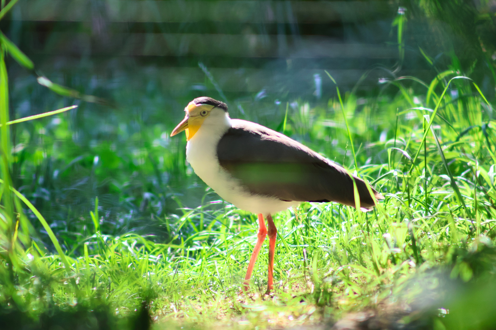 Masked Lapwing