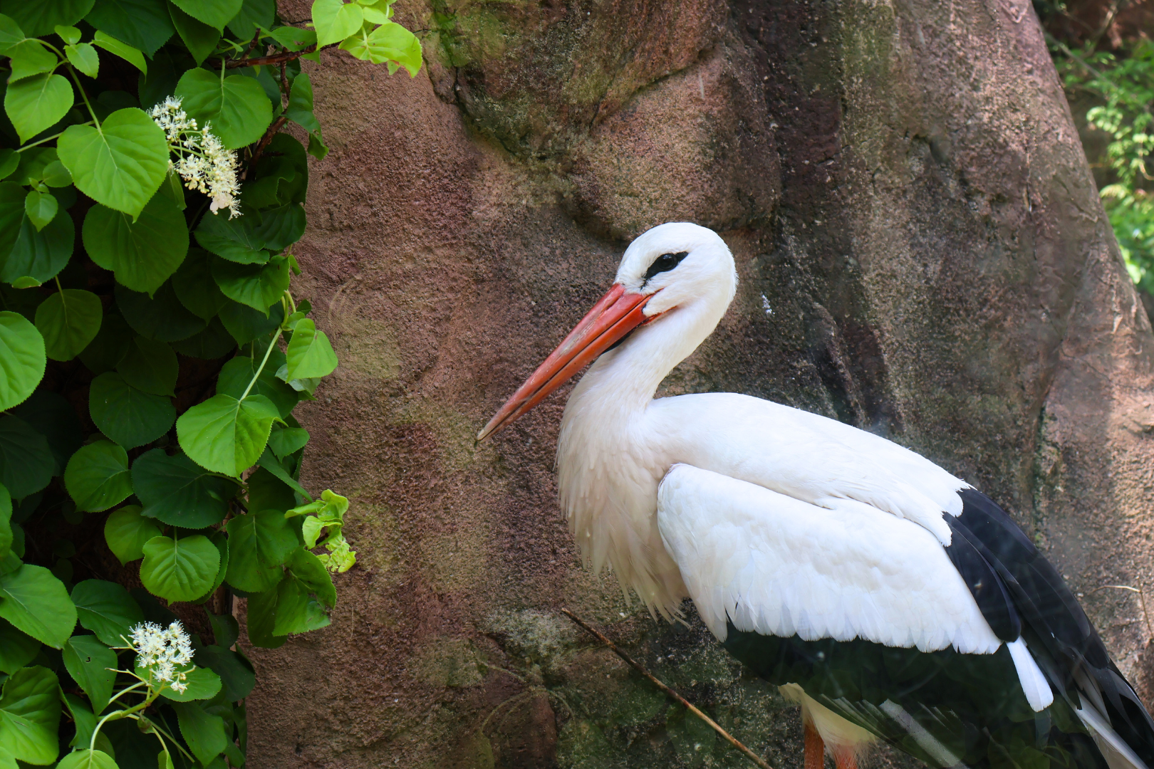 White Stork