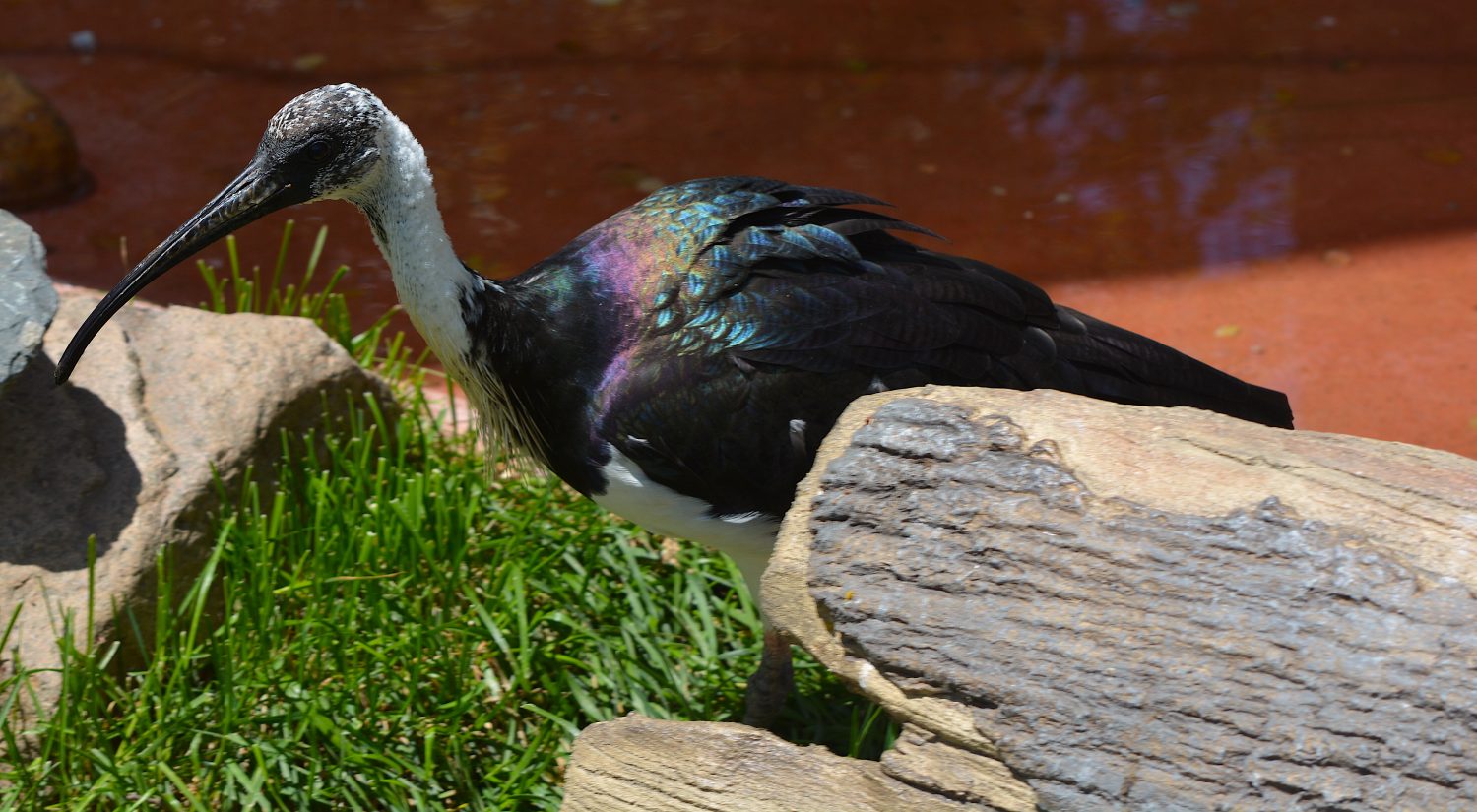 Straw-necked Ibis | Our Animals | Fort Wayne Children's Zoo