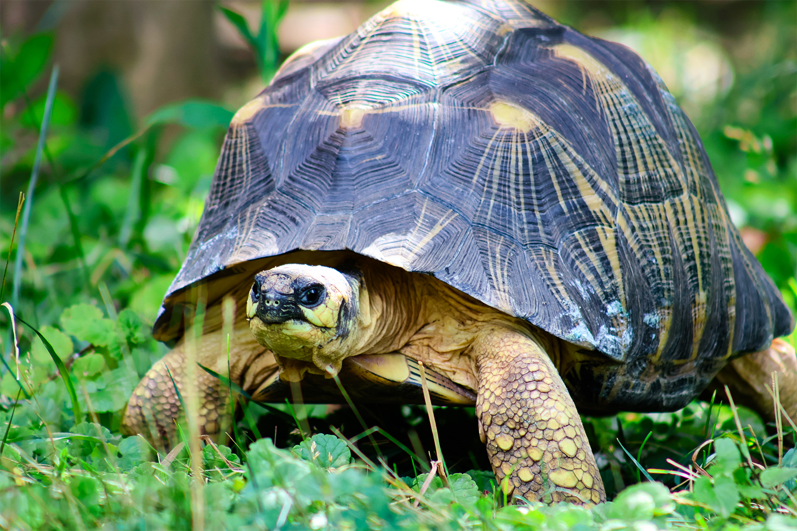 Radiated Tortoise