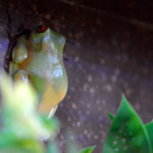Orange-eyed Tree Frog