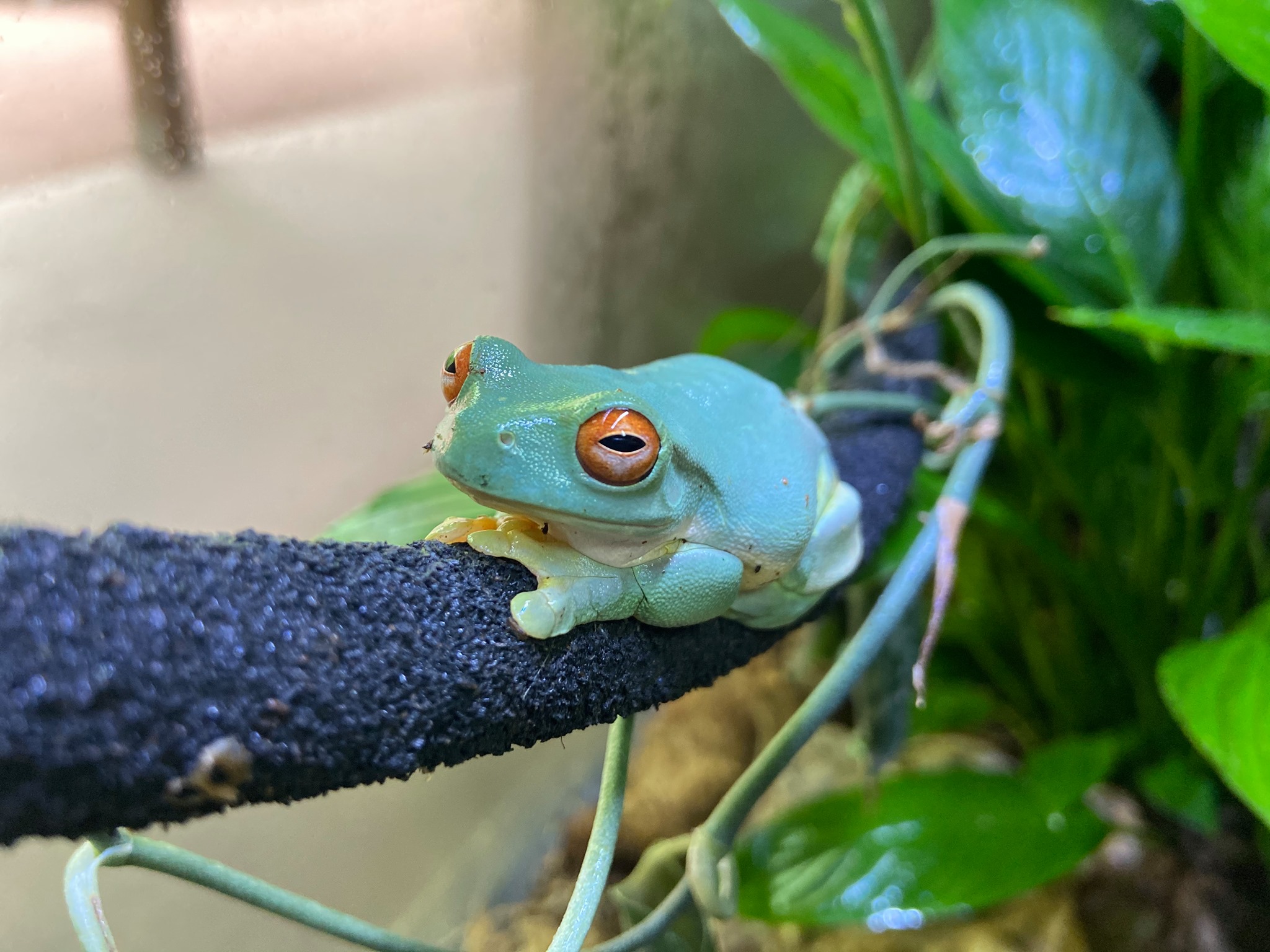 Orange-eyed Tree Frog