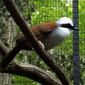 White Crested Laughing Thrush