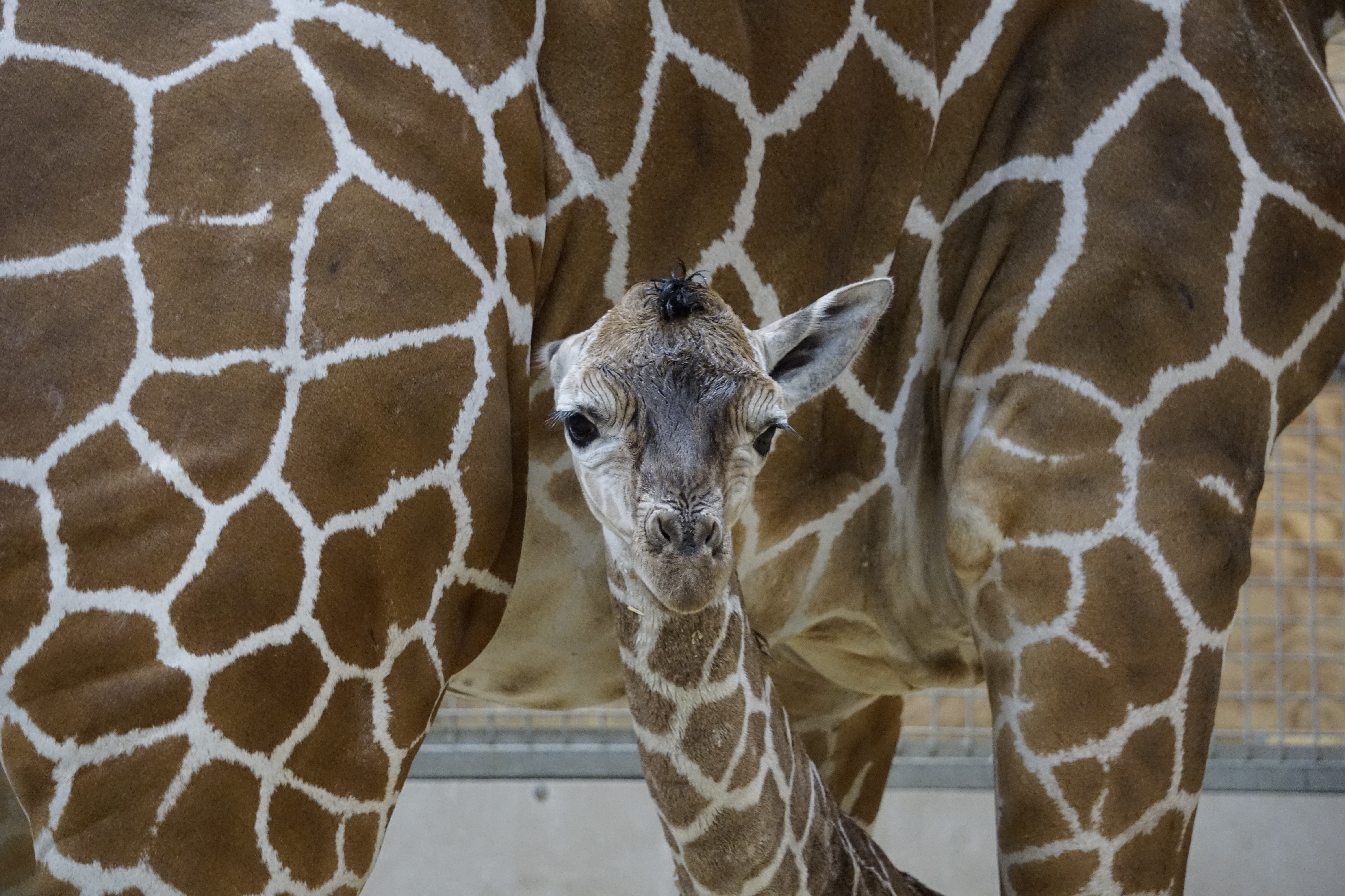 Zoo Welcomes New “Little” Girl