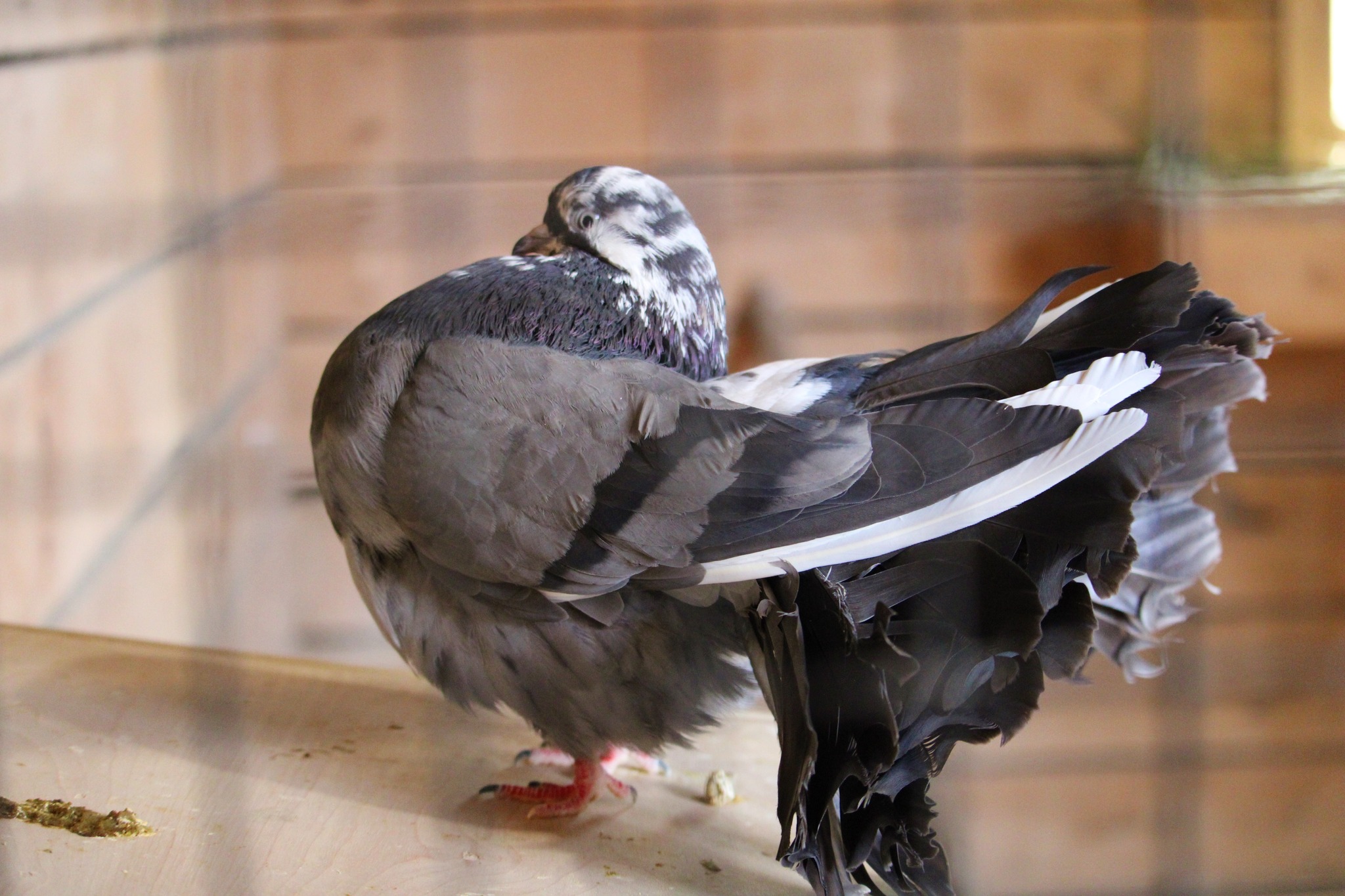 Domestic Pigeon