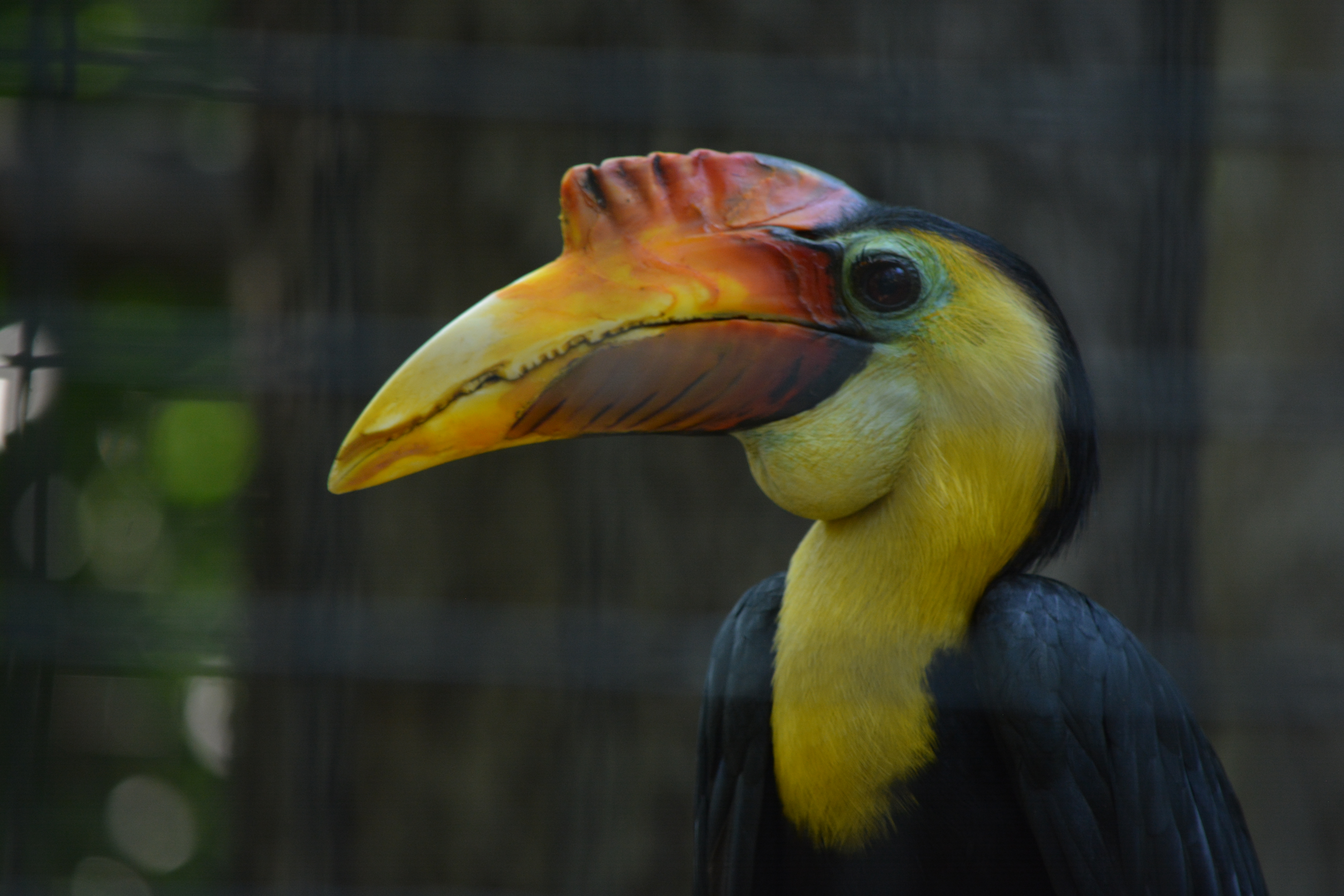 The Private Life of Hornbills