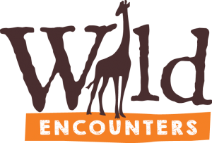 giraffe Wild Encounters
